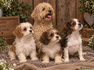 Cavapoochon dogs Ready to leave now extensively health tested 💙 - Advert 1