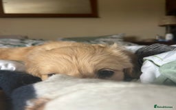 Golden Retriever dogs for sale: Kc registered Golden Retriever puppies available  - Image 10