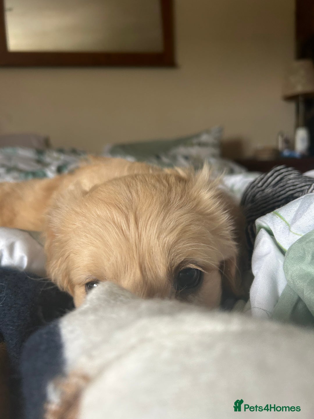 Golden Retriever dogs for sale: Kc registered Golden Retriever puppies available  - Image 10