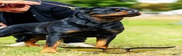 Rottweiler dogs for stud: SUPERB TOP QUALITY KCROTTWEILER FOR STUD **(ACE)** - Advert 5