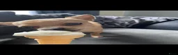 Chihuahua dogs for stud: Beautiful chihuahua for stud  - Advert 4