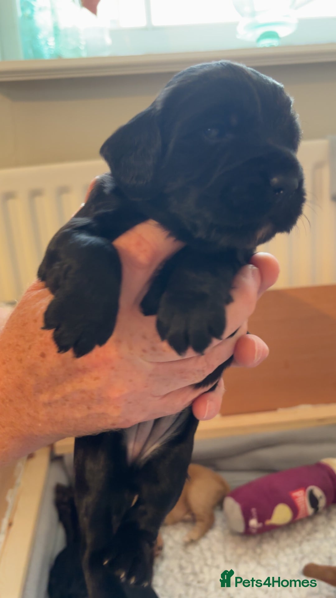 Cocker Spaniel dogs for sale: KC Registered Working Cocker Spaniel Puppies - Image 7