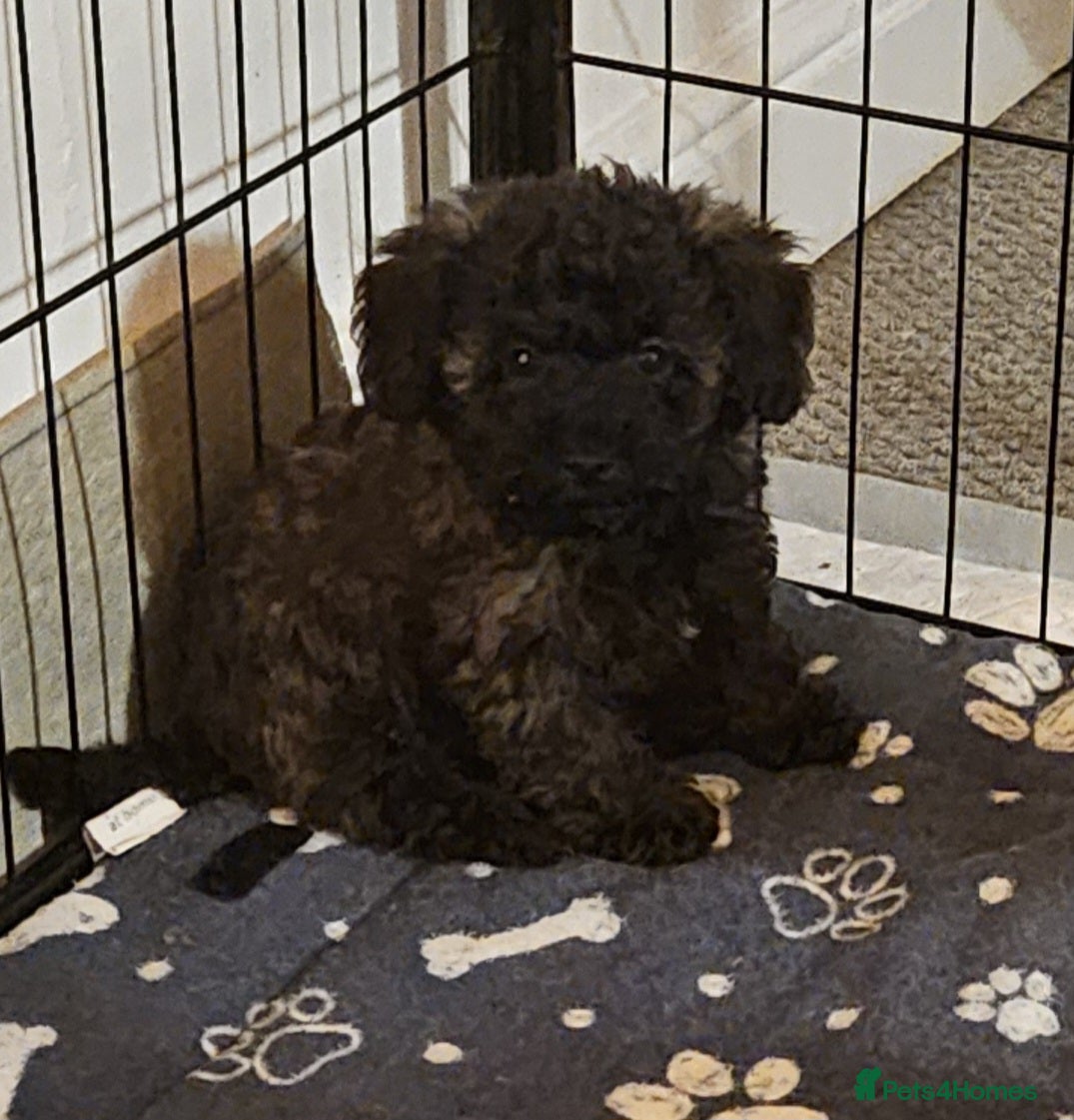 Mixed Breed dogs Beautiful Stunning Westiepoo Puppies - Advert 2