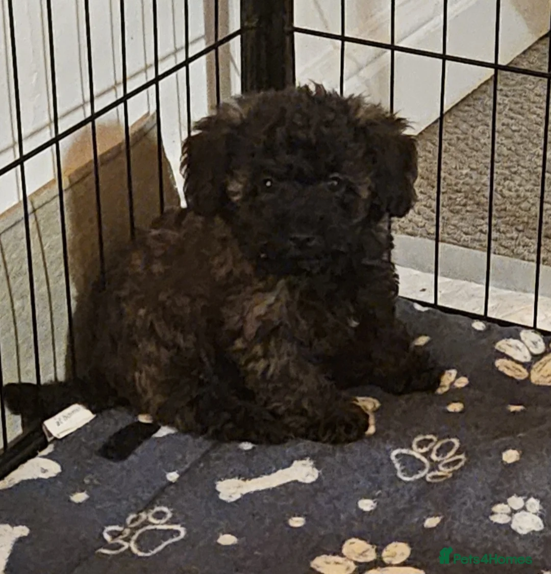 Mixed Breed dogs for sale: Beautiful Stunning Westiepoo Puppies - Advert 1