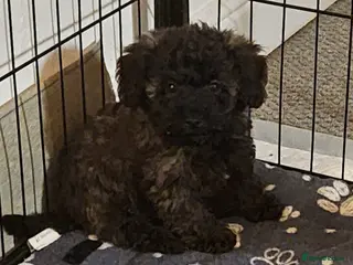 Mixed Breed dogs Beautiful Stunning Westiepoo Puppies - Advert 2