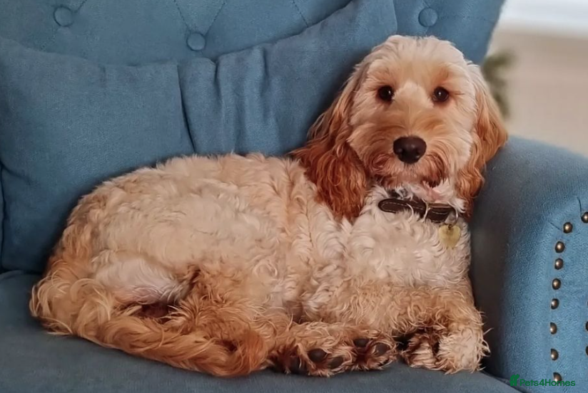 Mixed Breed dogs Cockapoo and Cavalier King Charles Spaniel mix - Advert 12