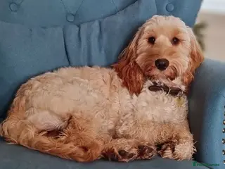 Mixed Breed dogs Cockapoo and Cavalier King Charles Spaniel mix - Advert 12