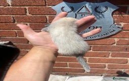 Ferret rodents for sale: 2 litters available sliver mitts and polecats  - Image 6
