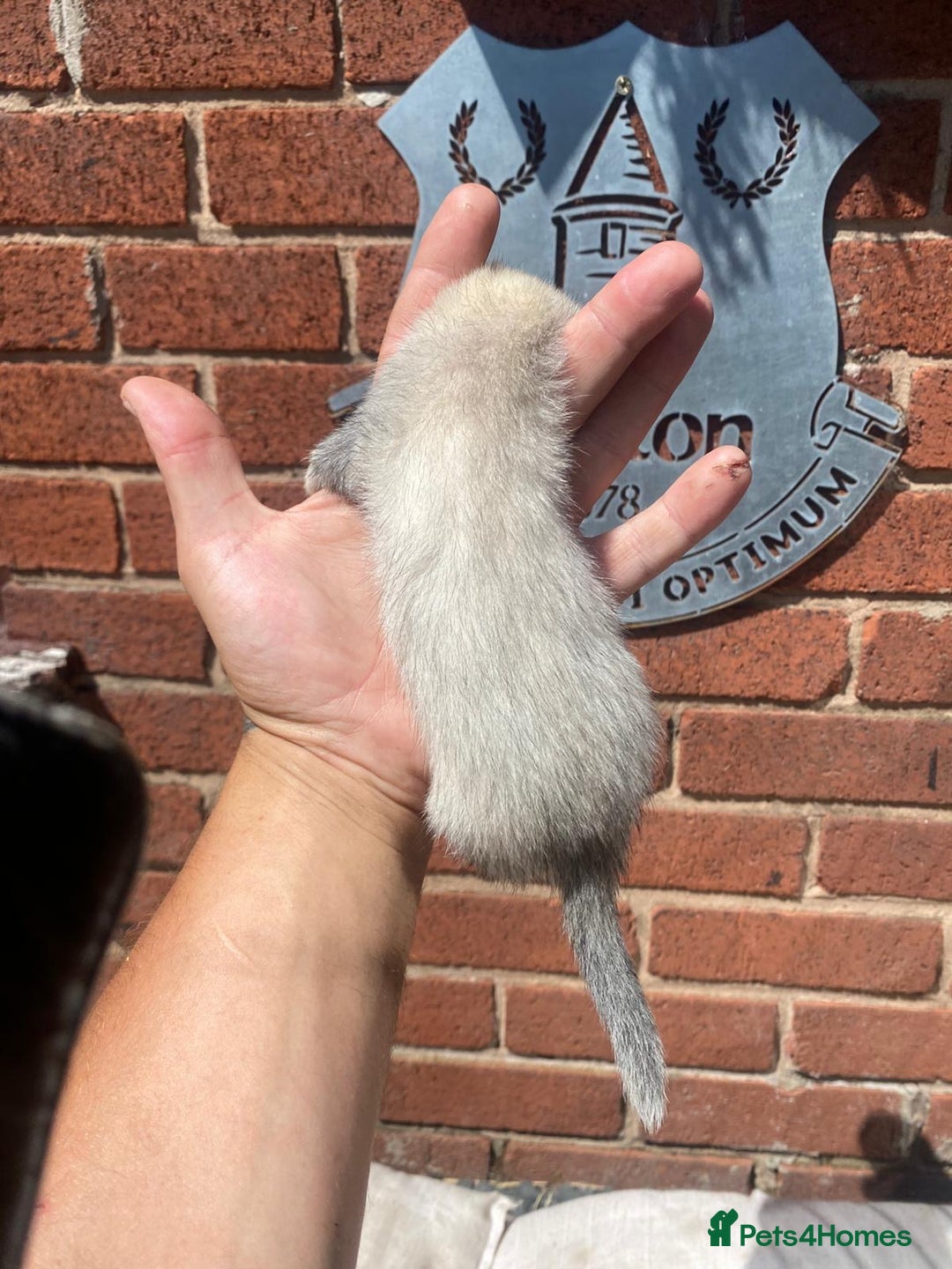 Ferret rodents for sale: 2 litters available sliver mitts and polecats  - Image 6