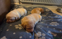 Labrador Retriever dogs for sale: 8 gorgeous chocolate/yellow girl & boy lab pups  - Image 19
