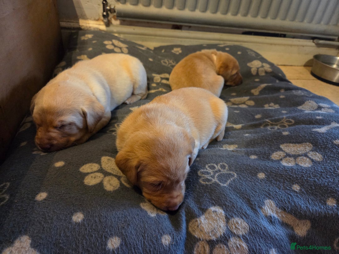 Labrador Retriever dogs for sale: 8 gorgeous chocolate/yellow girl & boy lab pups  - Image 19