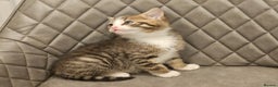 Mixed Breed cats for sale: Beautiful mixed Bengal kitten - Advert 7