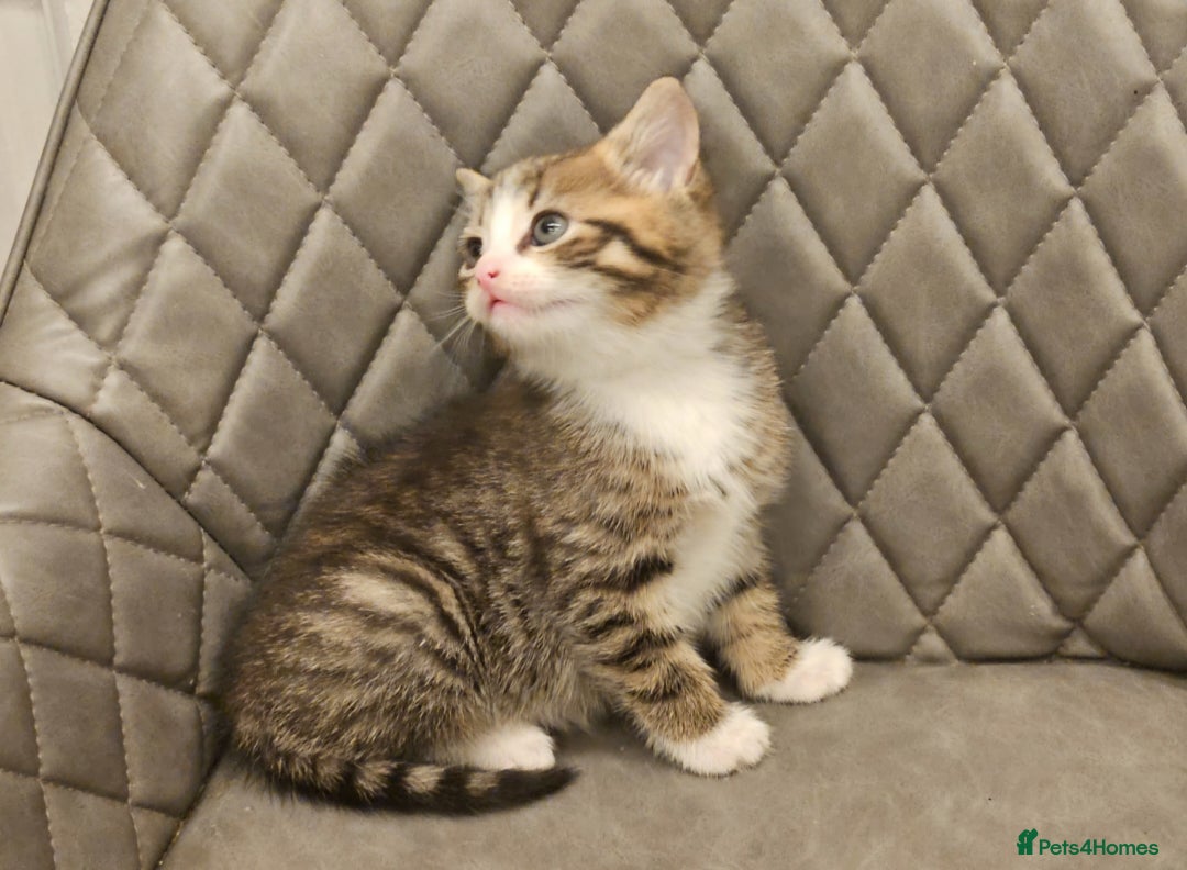 Mixed Breed cats for sale: Beautiful mixed Bengal kitten - Advert 7