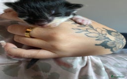 British Longhair cats for sale: Last Baby Girl Left ❤️ - Image 14