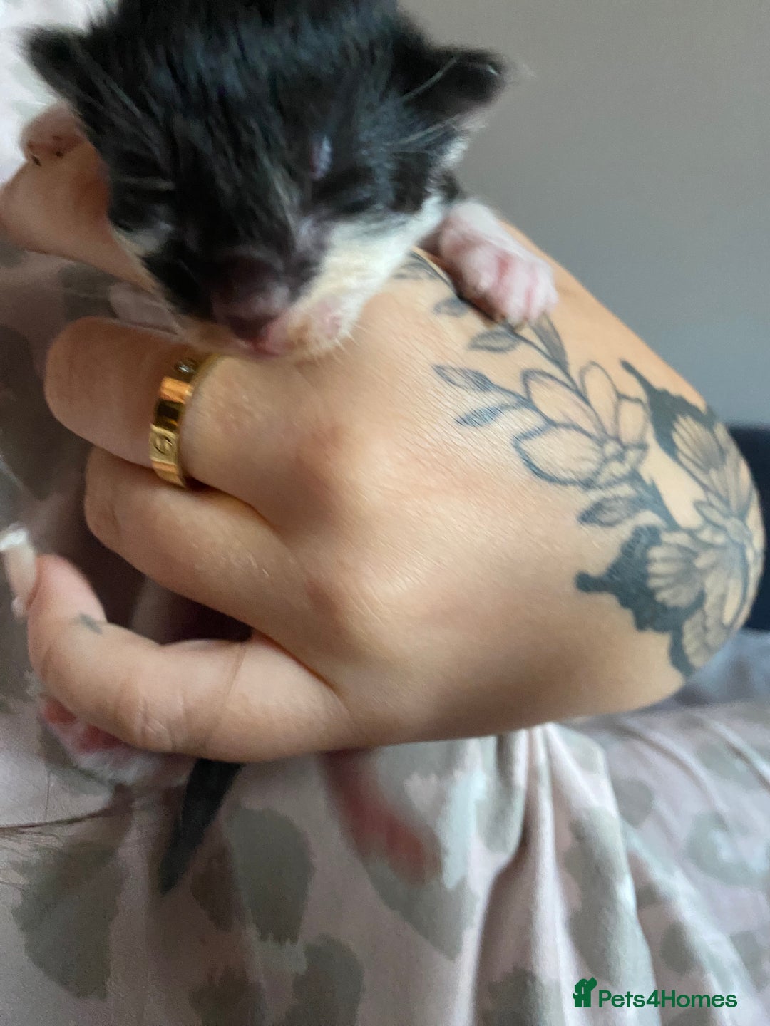 British Longhair cats for sale: Last Baby Girl Left ❤️ - Image 14