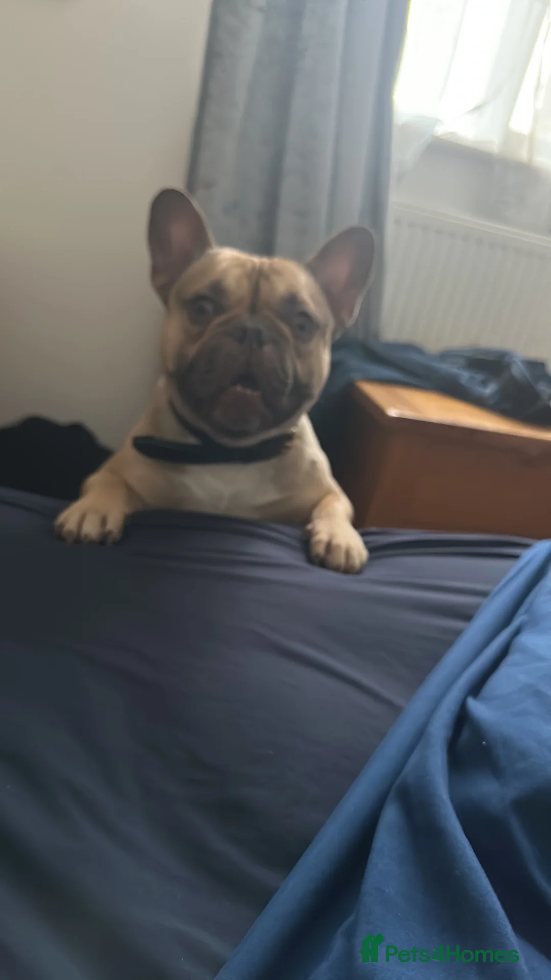 French Bulldog dogs for sale: French bulldog for sale in Saint Austell - Advert 4