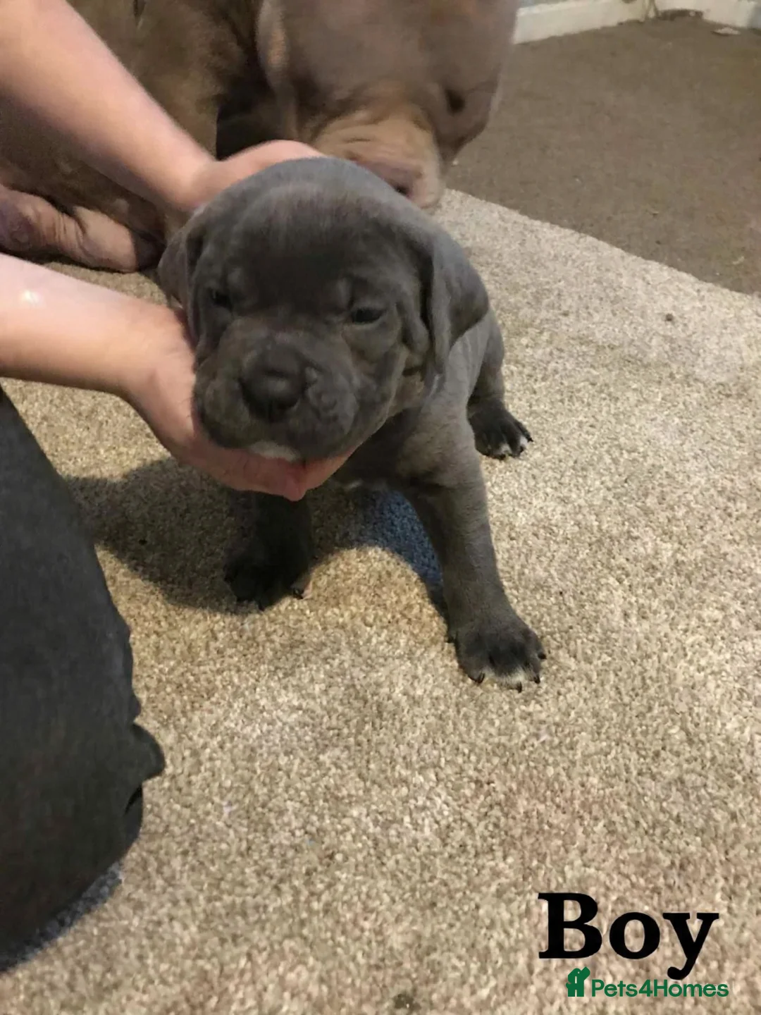 Mixed Breed dogs for sale: Pocket bully / Cane Corso pups  - Advert 18
