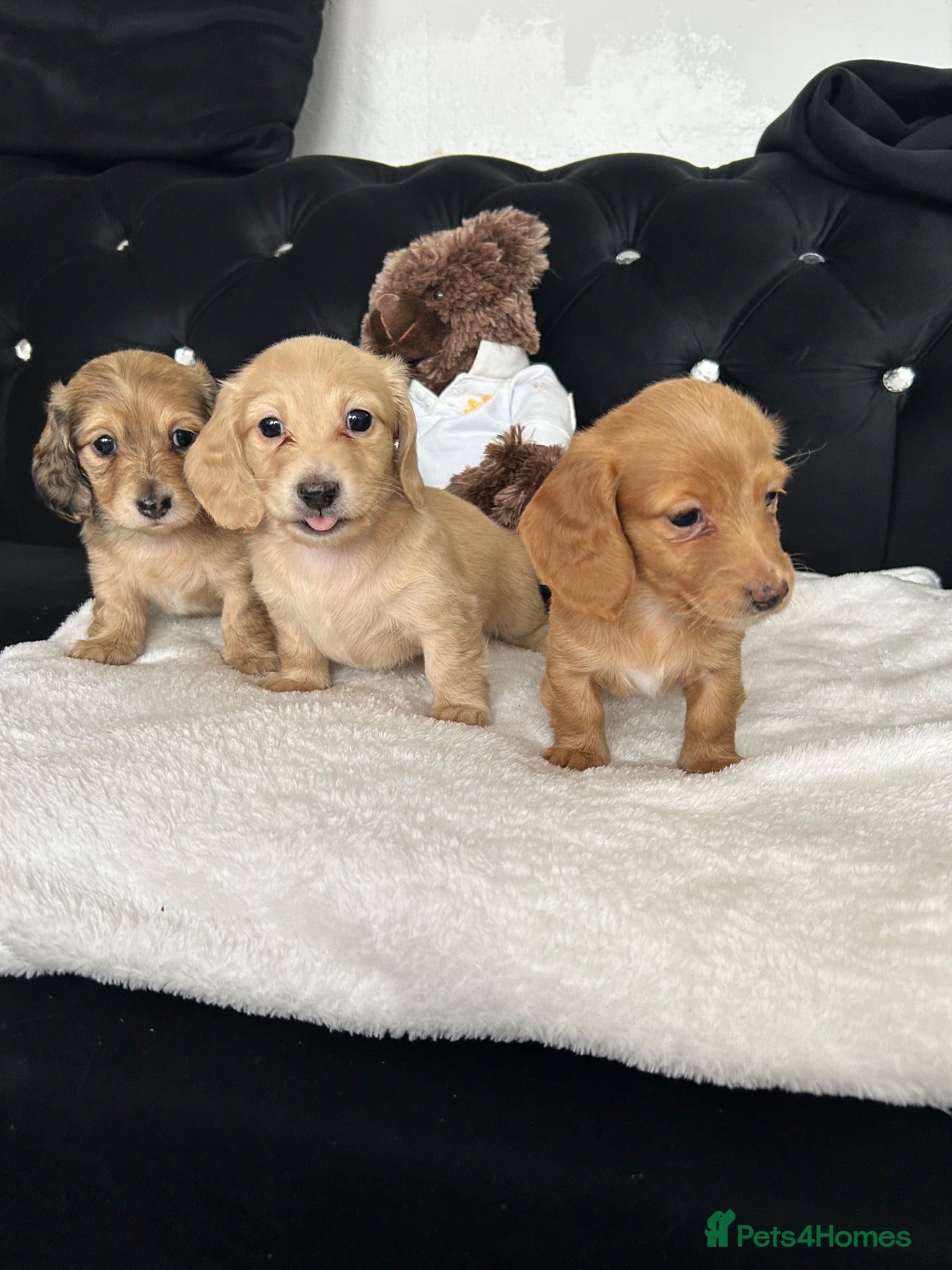 Dachshund dogs for sale: Long hair dachshund  - Advert 21