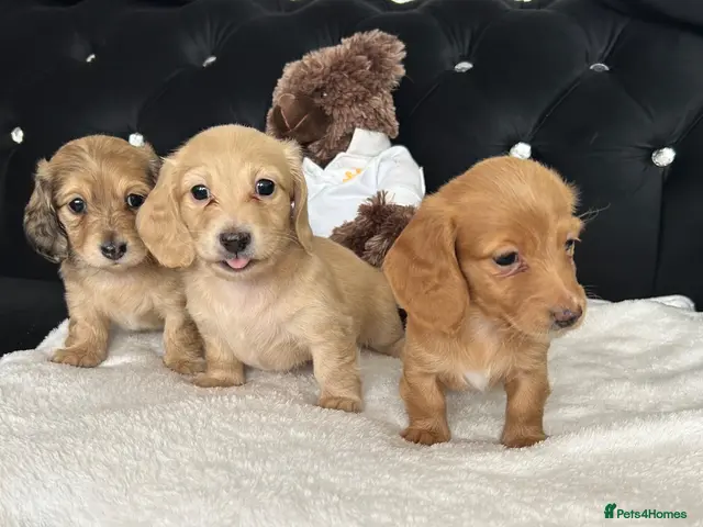 Dachshund dogs for sale: Long hair dachshund - Advert 1