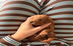 Cockapoo dogs for sale: 4 Stunning Fox Red F1b Toy Cockapoos  - Advert 20