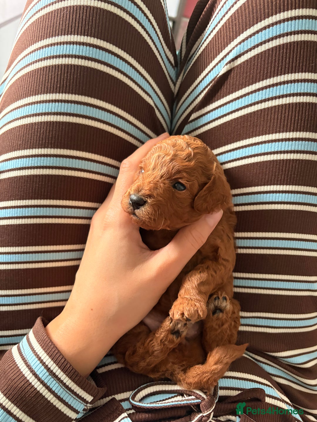 Cockapoo dogs for sale: 4 Stunning Fox Red F1b Toy Cockapoos  - Advert 20