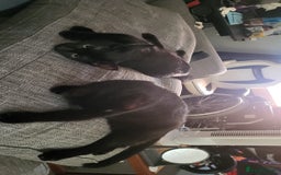 British Shorthair cats for sale: 2 black cats - Image 2