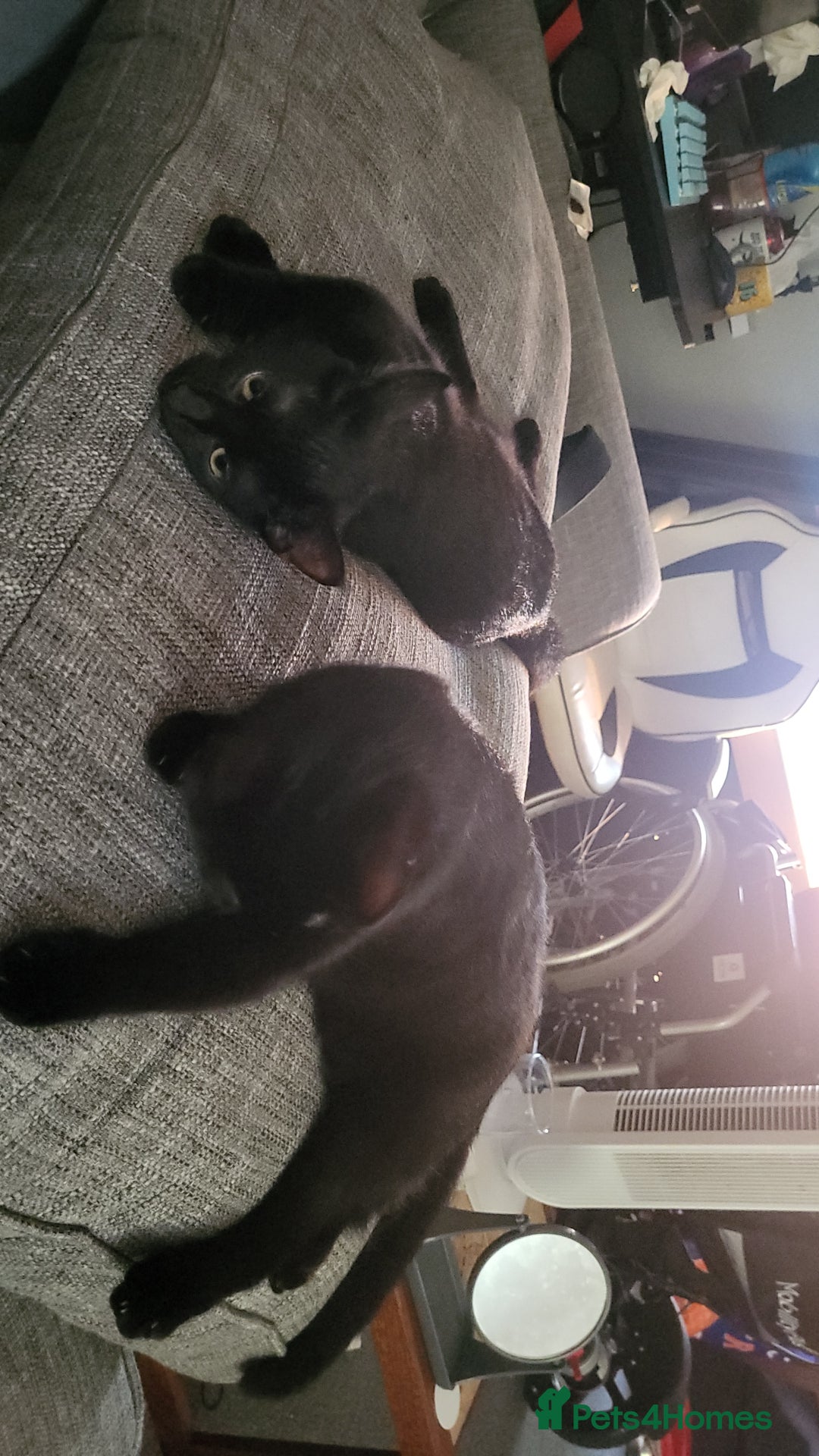 British Shorthair cats for sale: 2 black cats - Image 2