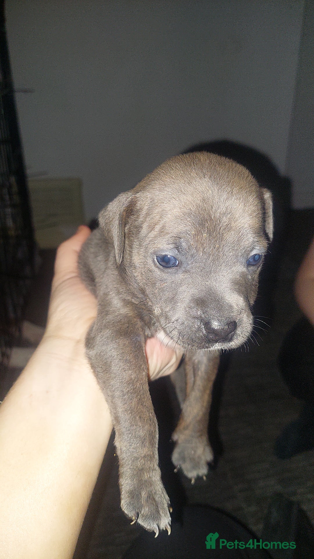 Mixed Breed dogs for sale: Staff pocket cross 4 boys 2 girls - Advert 8