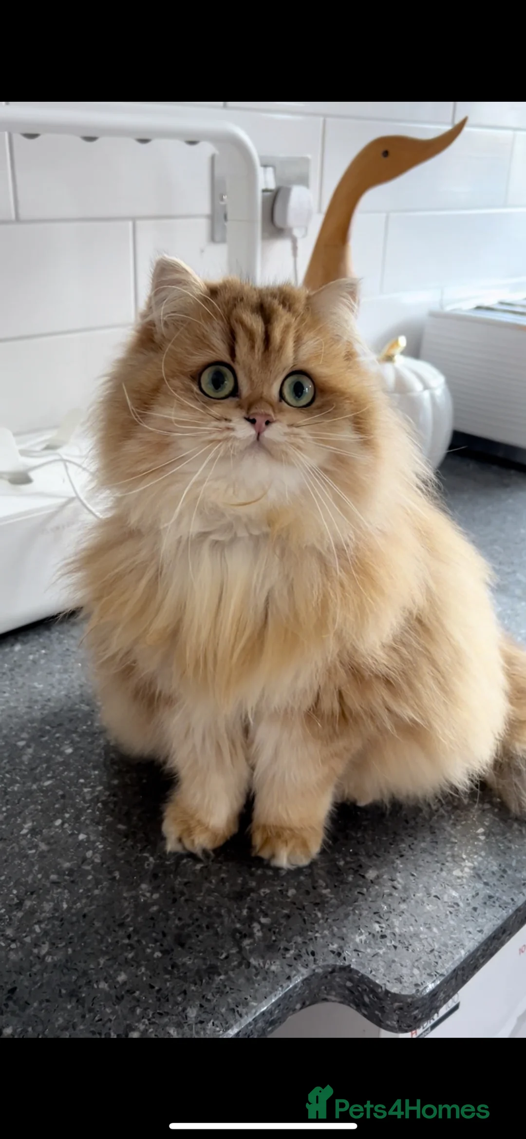 British Longhair cats for sale: Female British Longhair Cat- 1 year old  - Advert 1