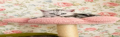 Classic Silver Tabby 