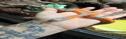 King Snake reptiles for sale: Grey banded king snake  - Advert 3