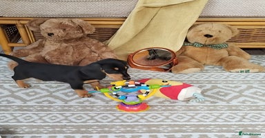Miniature Dachshund dogs - Advert 12