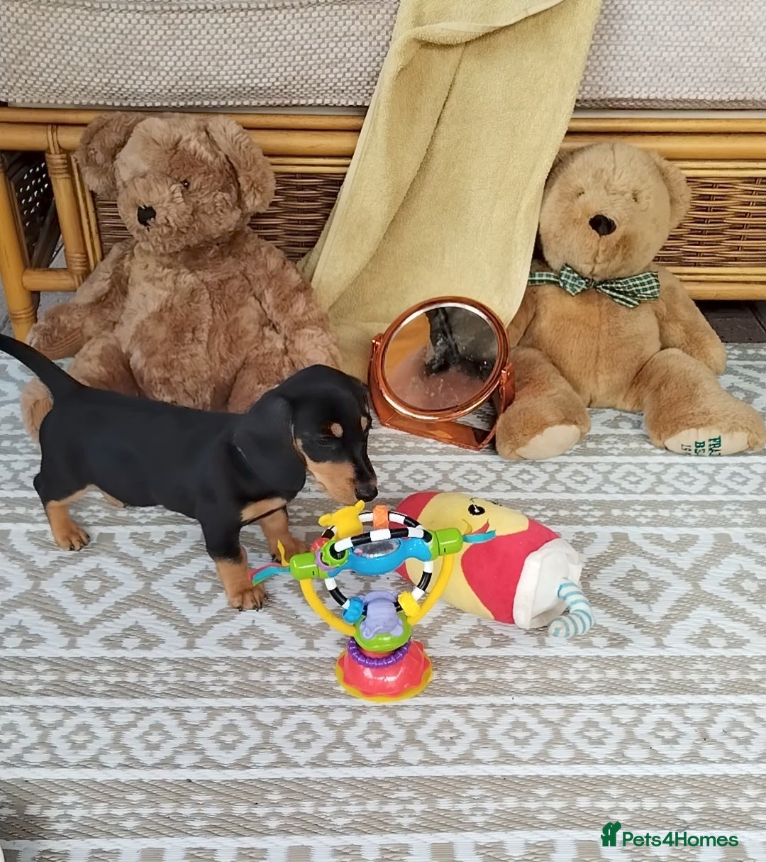 Miniature Dachshund dogs for sale: Mini dachshund  - Image 3