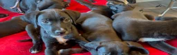 Mixed Breed dogs for sale: MIXED BREED PUPS- 2 GIRLS LEFT - Advert 3