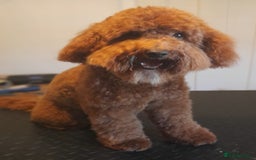 Miniature Poodle dogs for stud: Proven apricot miniature poodle in Sutton Coldfield - Image 5