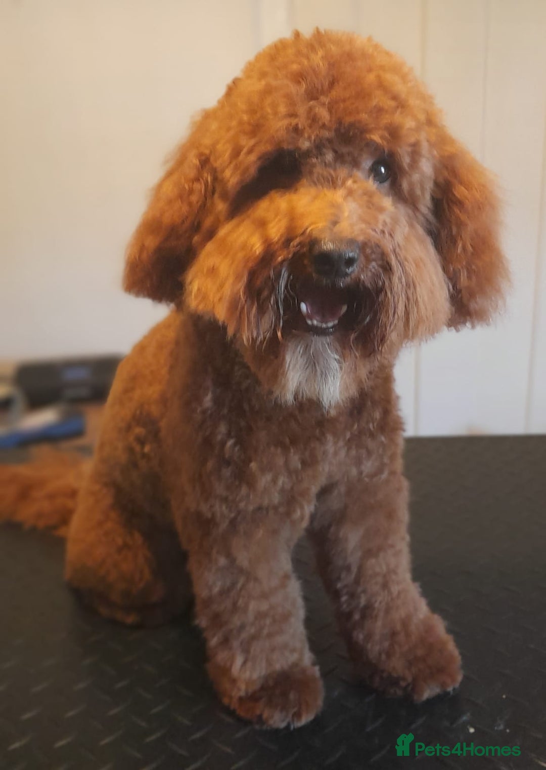 Miniature Poodle dogs for stud: Proven apricot miniature poodle in Sutton Coldfield - Image 5