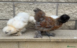 Chickens poultry for sale: Silkie Bantams - Image 9