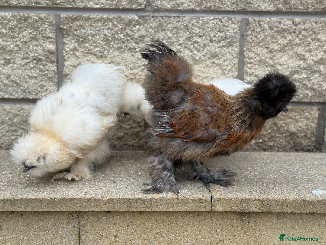 Chickens poultry for sale: Silkie Bantams - Image 9