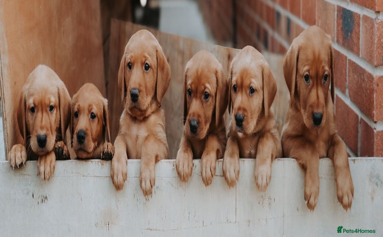 Labrador Retriever dogs - Advert 12