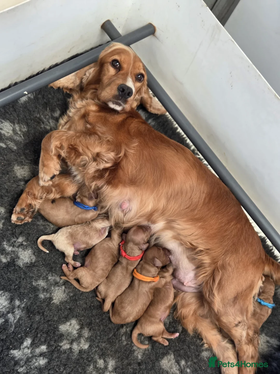 Cockapoo dogs for sale: Gorgeous cockapoo pups - Advert 2