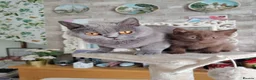 British Shorthair cats for sale: Beautiful chocolate kitten - Advert 4