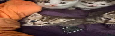 Bengal Kitten 6