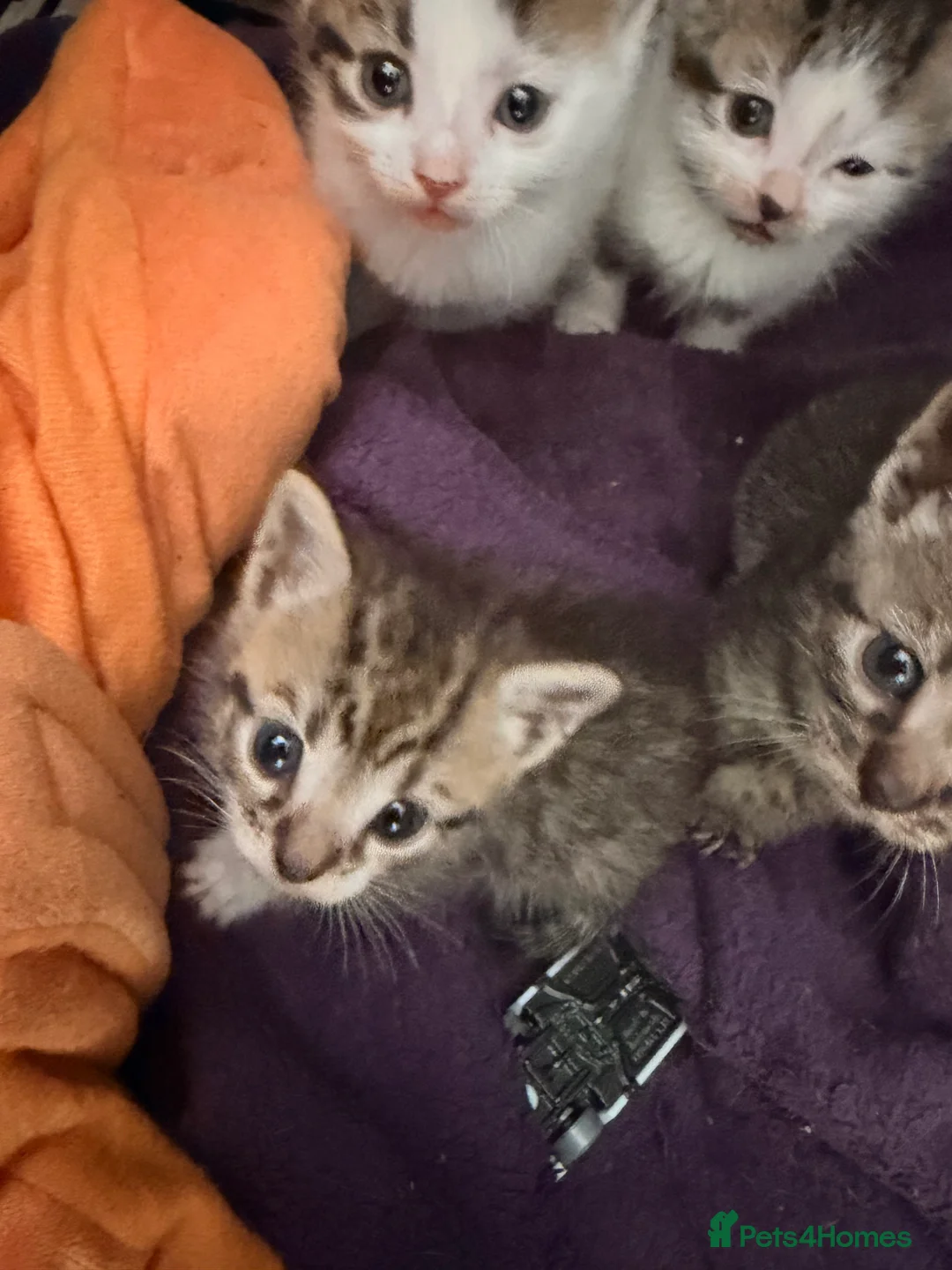 Bengal cats for sale: Bengal cross kittens  - Advert 2