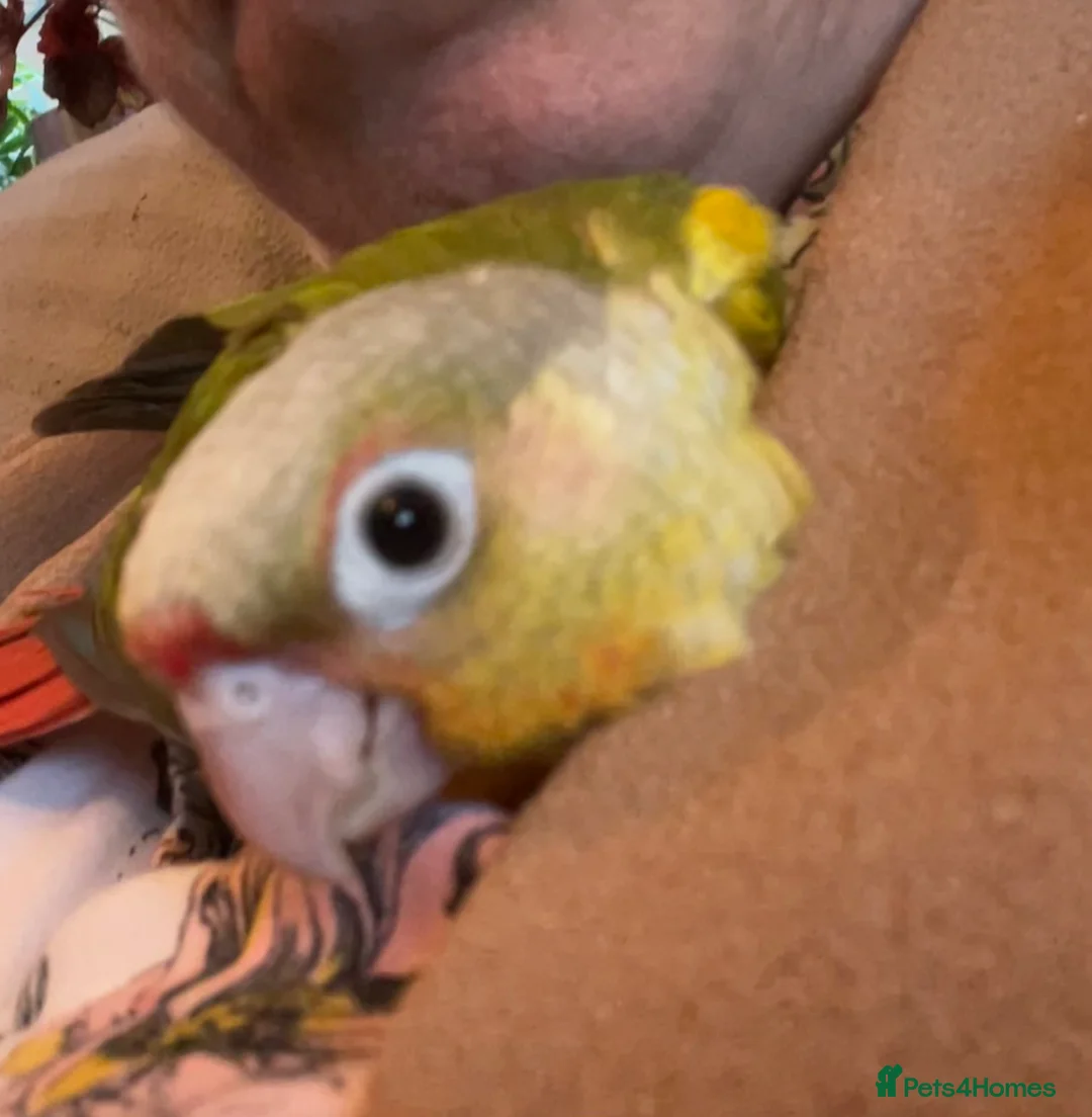 Conures birds for sale: Hand-Tame Baby Pineapple Conure – Ready in 7 Weeks - Advert 1