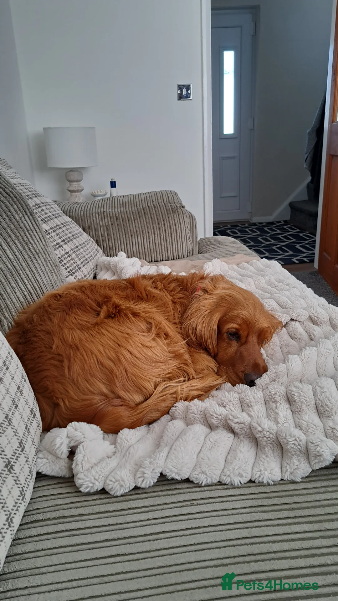 Cocker Spaniel dogs for sale: Jarvis !! - Advert 6