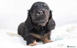 Miniature Dachshund dogs for sale: Ready now miniature long haired dachshunds in Stowmarket - Image 24