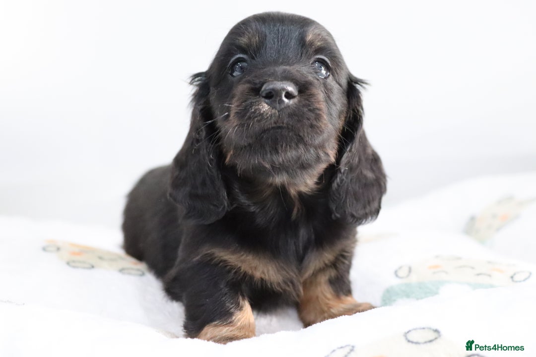 Miniature Dachshund dogs for sale: Ready now miniature long haired dachshunds in Stowmarket - Image 24