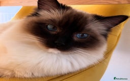 Ragdoll cats for sale: Ragdolls - Image 12