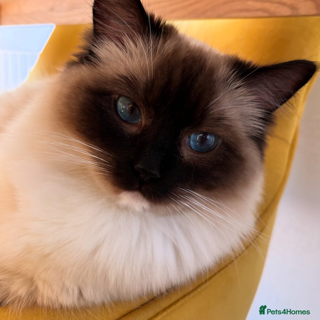 Ragdoll cats for sale: Ragdolls - Image 12