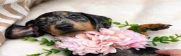 Miniature Dachshund dogs for sale: 🌸 Rare Pink mini dachshunds 🌸 - Advert 7
